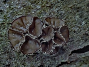 P3090129 kornice svazit.jpg