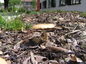 P4300004.JPG