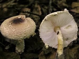 P7070113.jpg
