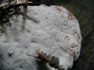 P7120178-PH06.jpg