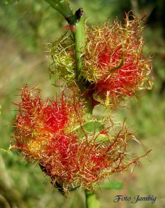P8312271-2.JPG