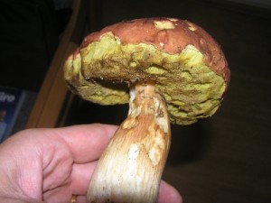 P9150005.jpg