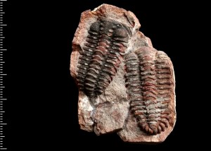 p_cambriensis.jpg