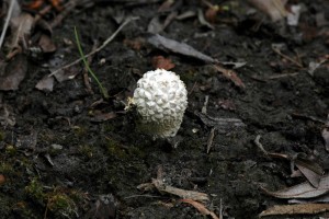 Pchavka dlaban - Calvatia utriformis.jpg
