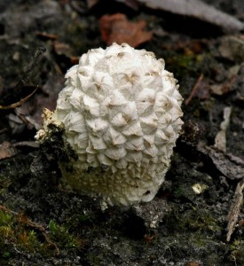 Pchavka dlaban - Calvatia utriformis (1).jpg