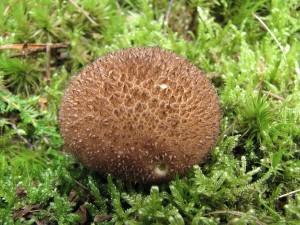 pchavka horsk-Lycoperdon foetidum 1.jpg