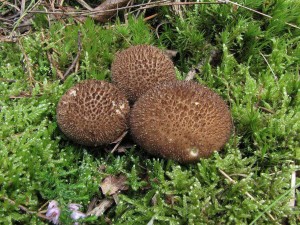 pchavka horsk -Lycoperdon foetidum.jpg