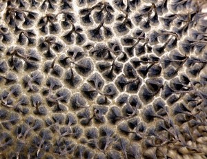 Pchavka jeat - Lycoperdon echinatum (2).jpg