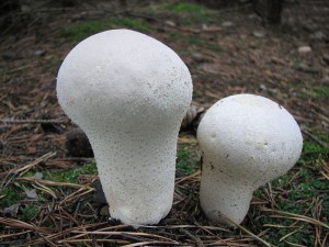 pchavka palicovit-Calvatia excipuliformis1.jpg