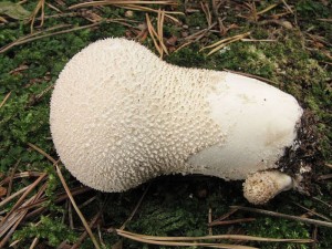 pchavka palicovit-Calvatia excipuliformis2.jpg