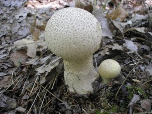 Pchavka palicovit 1.jpg