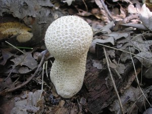 Pchavka palicovit 2.jpg