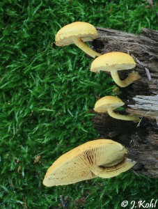 p_tuberculosa.jpg