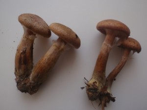 PA180011.JPG