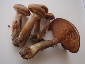 PA180014.JPG