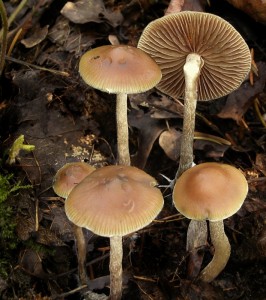 PA230479.jpg