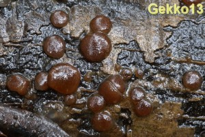 Pachyella babingtonii2.jpg