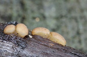 Pachyella babingtonii.jpg