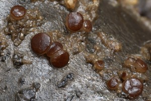 Pachyella babingtonii.jpg