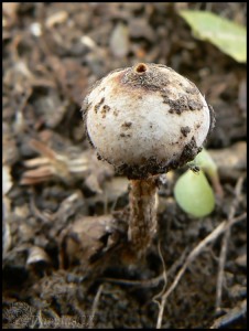 paleka zimn - Tulostoma brumale 2.jpg