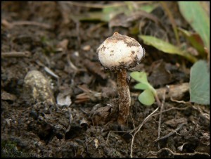 paleka zimn - Tulostoma brumale.jpg