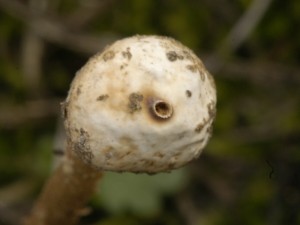 Paleka zimn - Tulostoma squamosum7.jpg