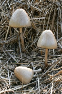 Panaeolus_semiovatus_2.jpg