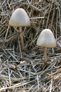 Panaeolus_semiovatus_3.jpg