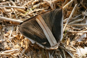 Panaeolus_semiovatus_5.jpg