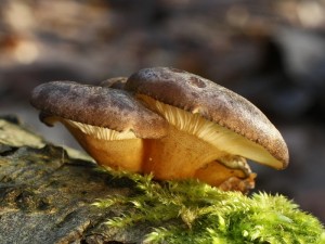 Panellus serotinus.jpg