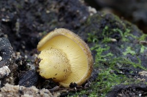 Panellus serotinus (2).jpg