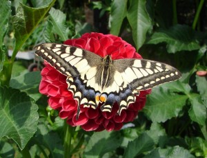 Papilio machaon.JPG