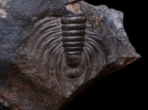 Paradoxides gracilis.JPG