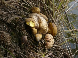 parasiticus1.jpg