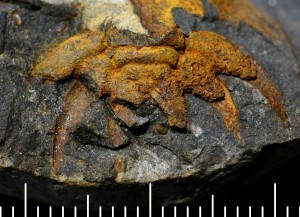 pateraspis.JPG