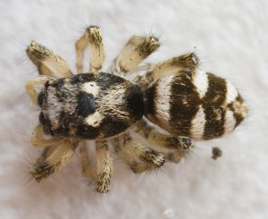 Pavoucek03.jpg