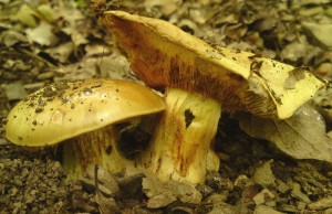Pavuinec [Cortinarius] 19c.JPG