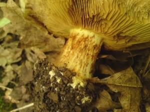 Pavuinec [Cortinarius] 19d.JPG