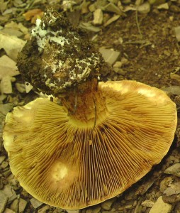 Pavuinec [Cortinarius] 19e.JPG