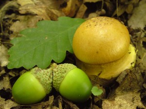 Pavuinec [Cortinarius] 20c.JPG