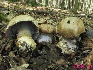 pavuinec edomodrav-Cortinarius dionysae 2.jpg
