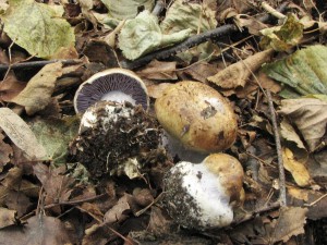 pavuinec edomodrav-Cortinarius dionysae 3.jpg