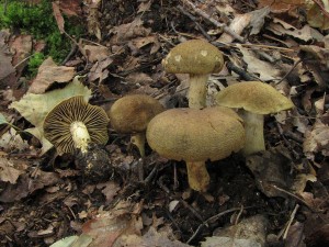 pavu�inec �erno�upinkat�-Cortinarius melanotus 1.jpg
