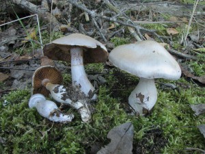 pavu�inec b�lofialov�-Cortinarius alboviolaceus.jpg