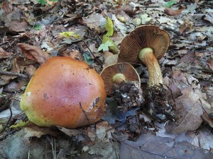 pavuinec elegantn-Cortinarius elegantior 3.jpg
