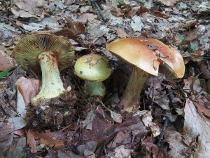 pavuinec elegantn-Cortinarius elegantior 4.jpg