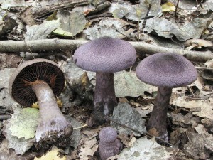 pavuinec fialov-Cortinarius violaceus 3.jpg