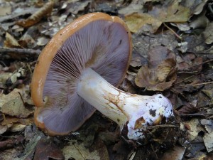 pavuinec fialovolem-Cortinarius arcuatorum 1.jpg