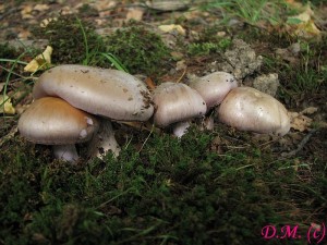 pavuinec hajn-Cortinarius memorensis1.jpg