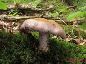 pavuinec hajn-Cortinarius memorensis2.JPG